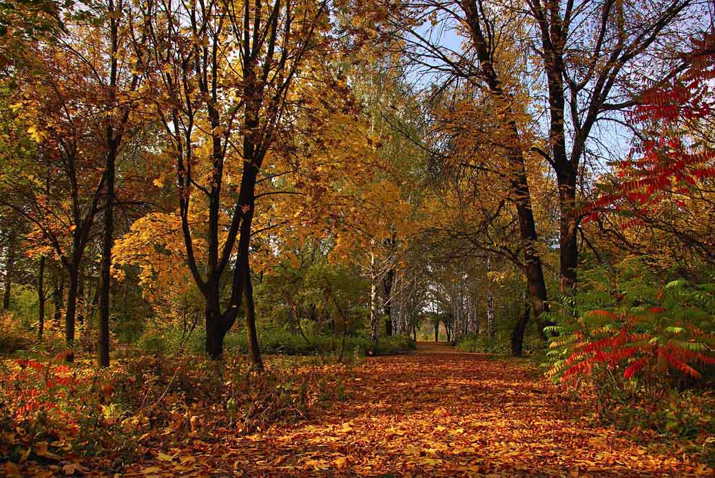 photo "***" tags: landscape, autumn, forest