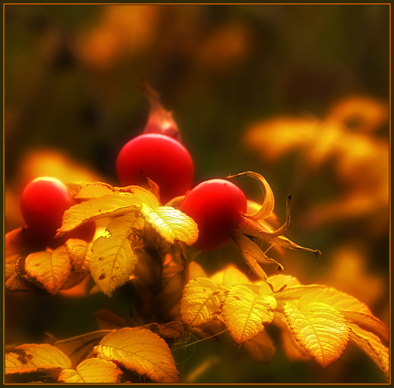 фото "Жгучий вздох осени....." метки: природа, разное, цветы
