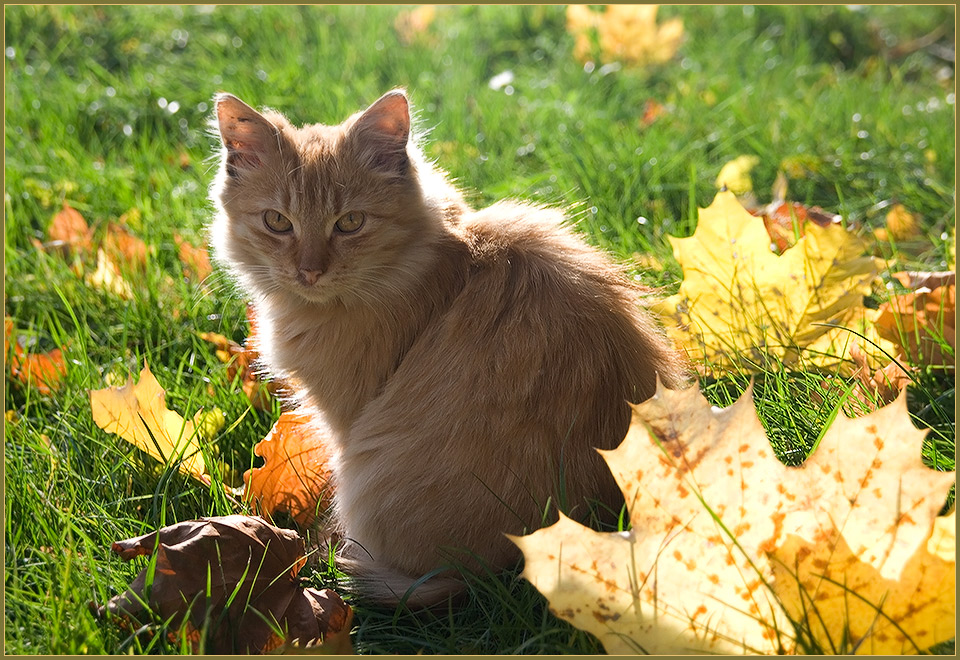 photo "Autumn cat." tags: nature, pets/farm animals