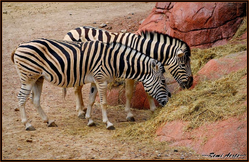 photo "dinner for zebra" tags: nature, landscape, wild animals