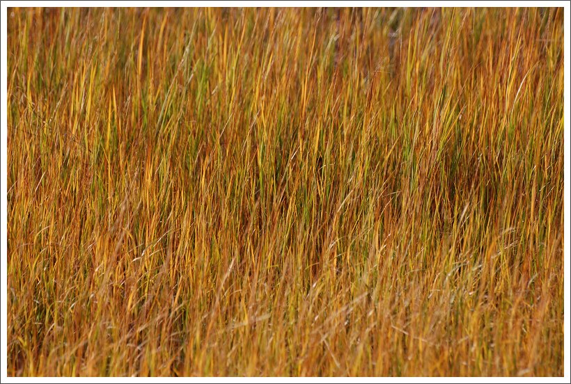 photo "autumn colors: golden" tags: nature, abstract, flowers