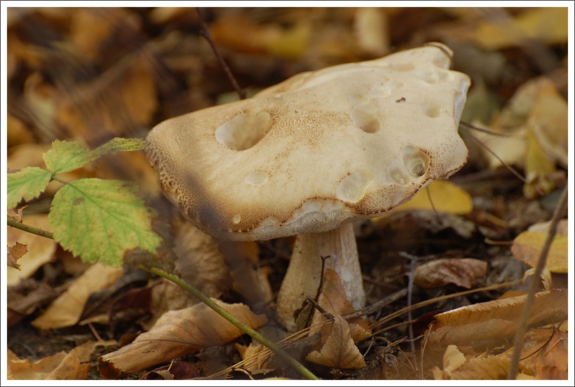 photo "autumn colors: "white" :)" tags: nature, landscape, autumn, flowers