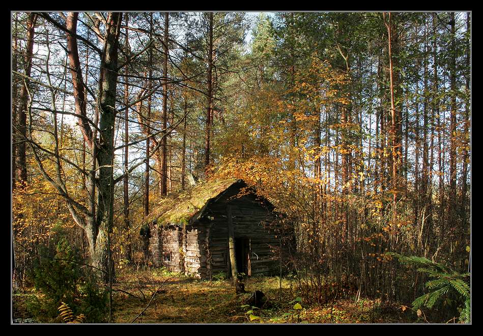 фото "Золотой завал" метки: пейзаж, лес, осень