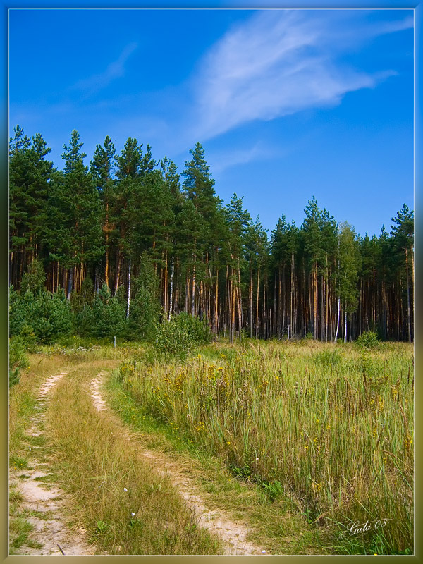 photo "The Bend" tags: landscape, forest, summer