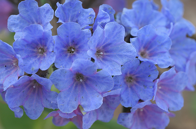 photo "Вспоминая весну" tags: nature, flowers