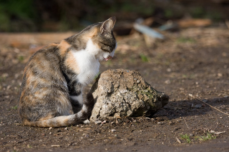 photo "***" tags: nature, pets/farm animals