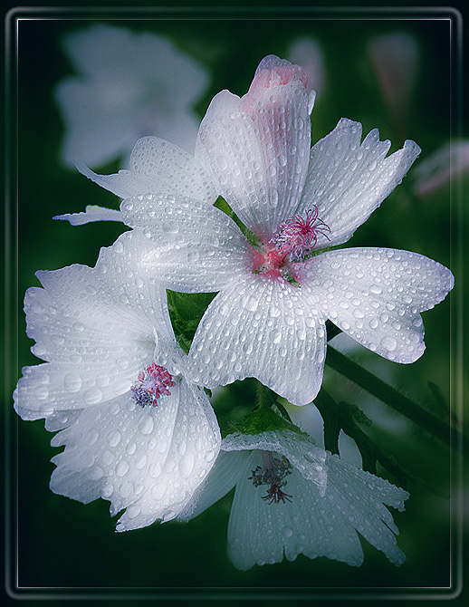 photo "***" tags: nature, macro and close-up, flowers