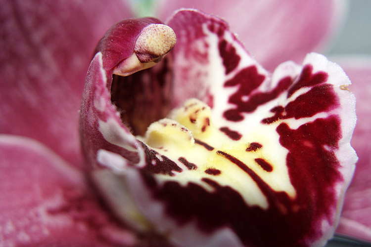 photo "Star wars. Flower version-2" tags: nature, macro and close-up, flowers