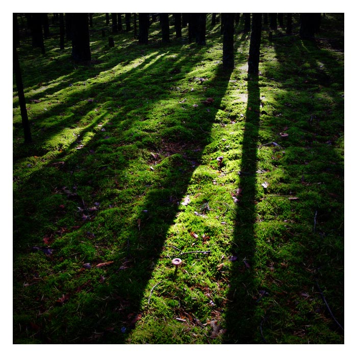 photo "Mysterious wood" tags: landscape, abstract, summer