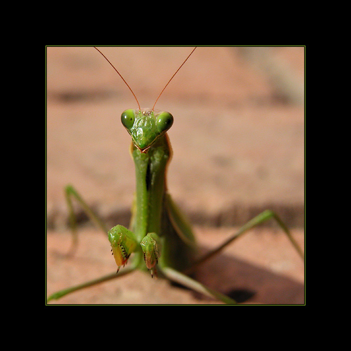 photo "...alien..." tags: macro and close-up, nature, insect