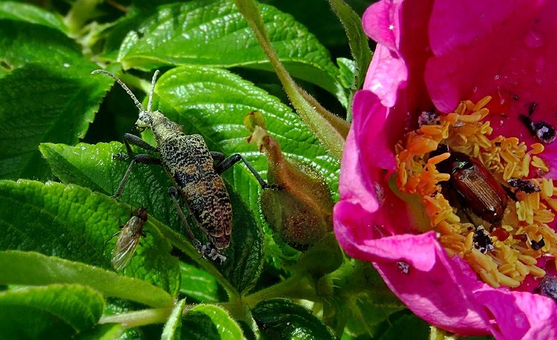 photo "***" tags: macro and close-up, nature, insect