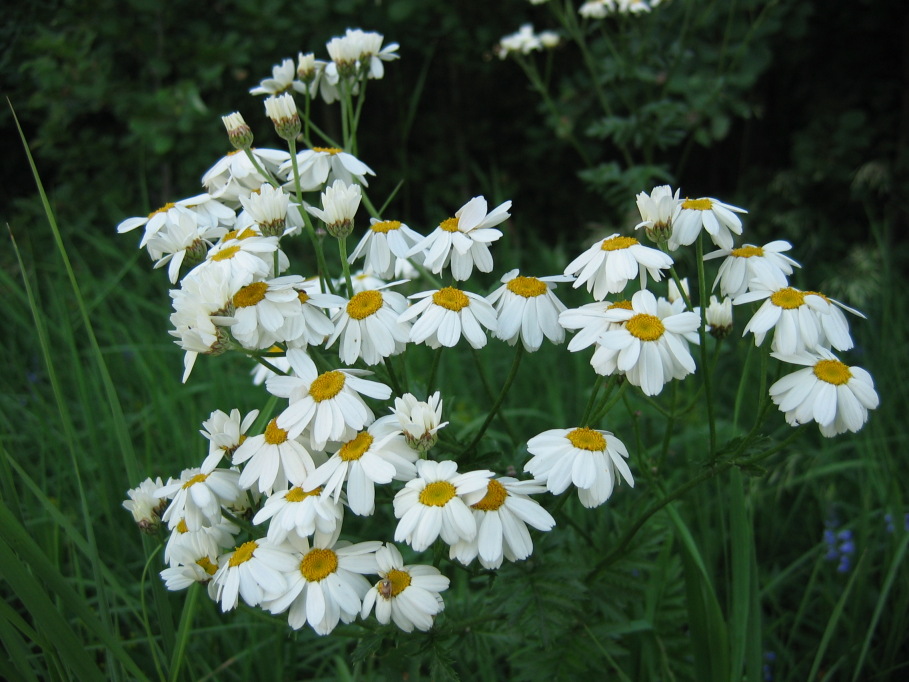 photo "***" tags: nature, flowers