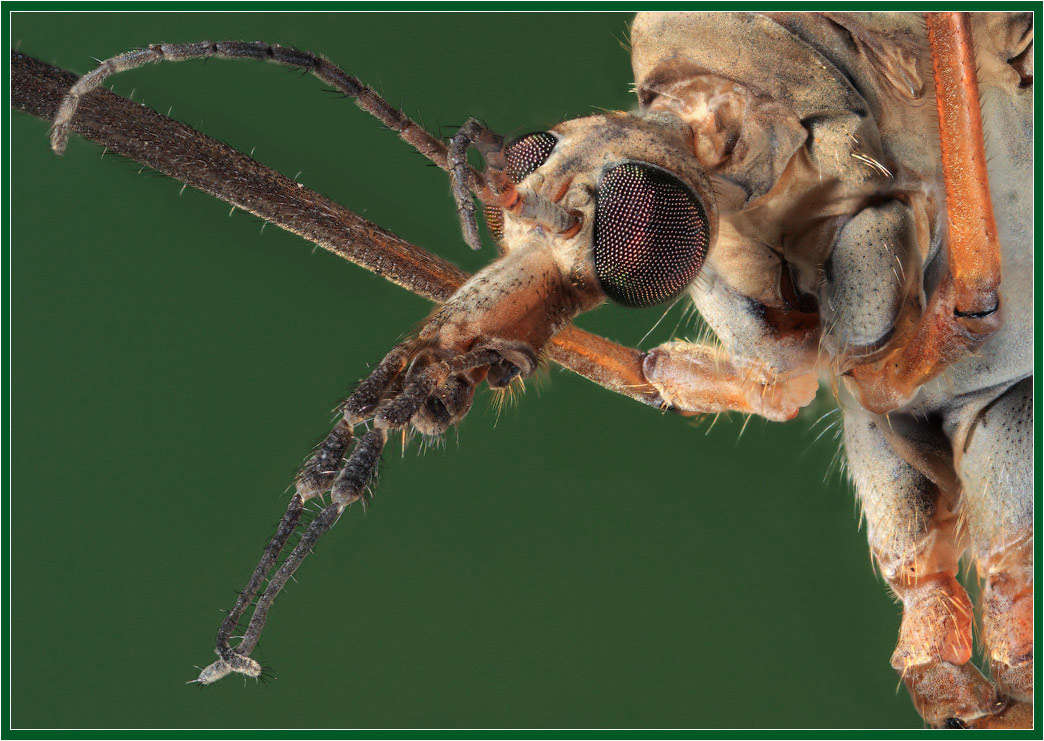 фото "Портрет комара" метки: макро и крупный план, природа, насекомое