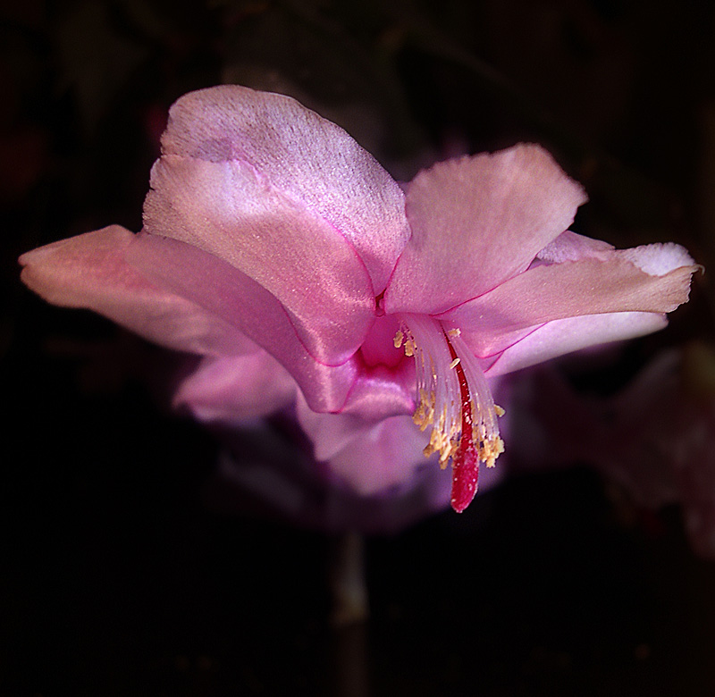 photo "***" tags: nature, macro and close-up, flowers