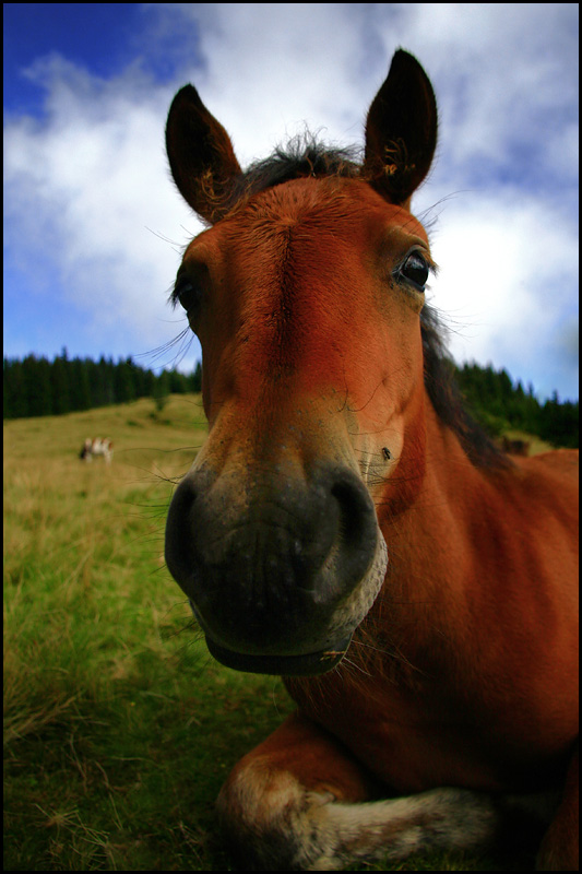 photo "Youngster" tags: nature, pets/farm animals