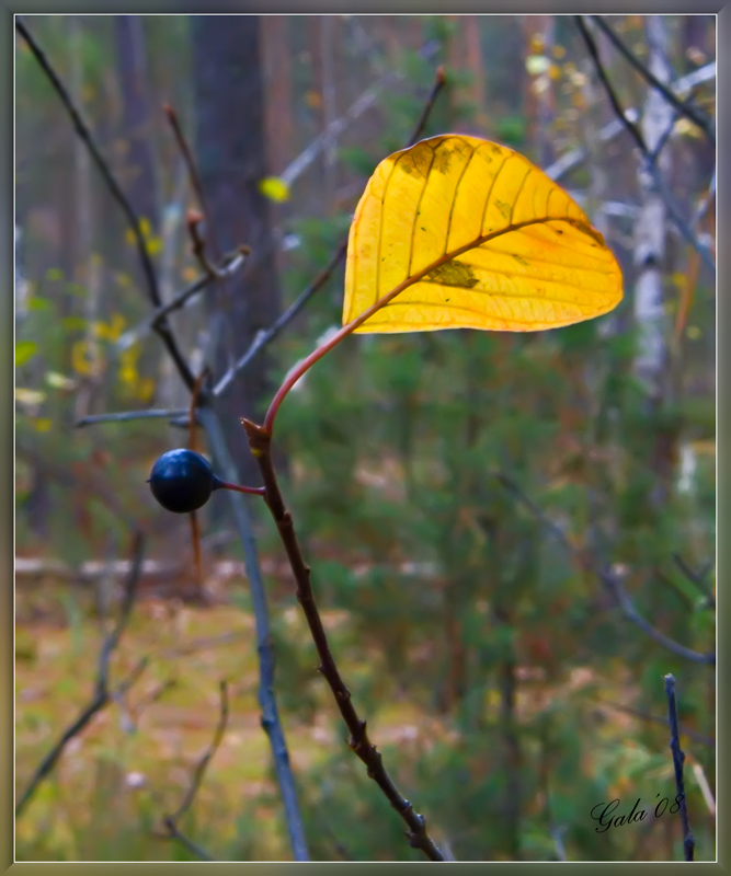 photo "Autumn loneliness" tags: macro and close-up, nature, flowers