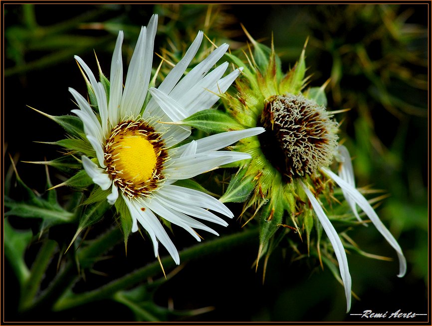 фото "happy day for every one" метки: природа, макро и крупный план, цветы