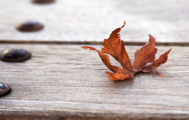 фото "autumn" метки: природа, разное, цветы