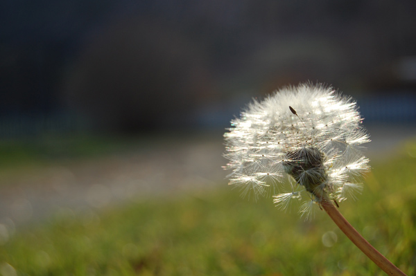 photo "***" tags: , 