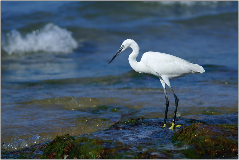 photo "***" tags: nature, wild animals