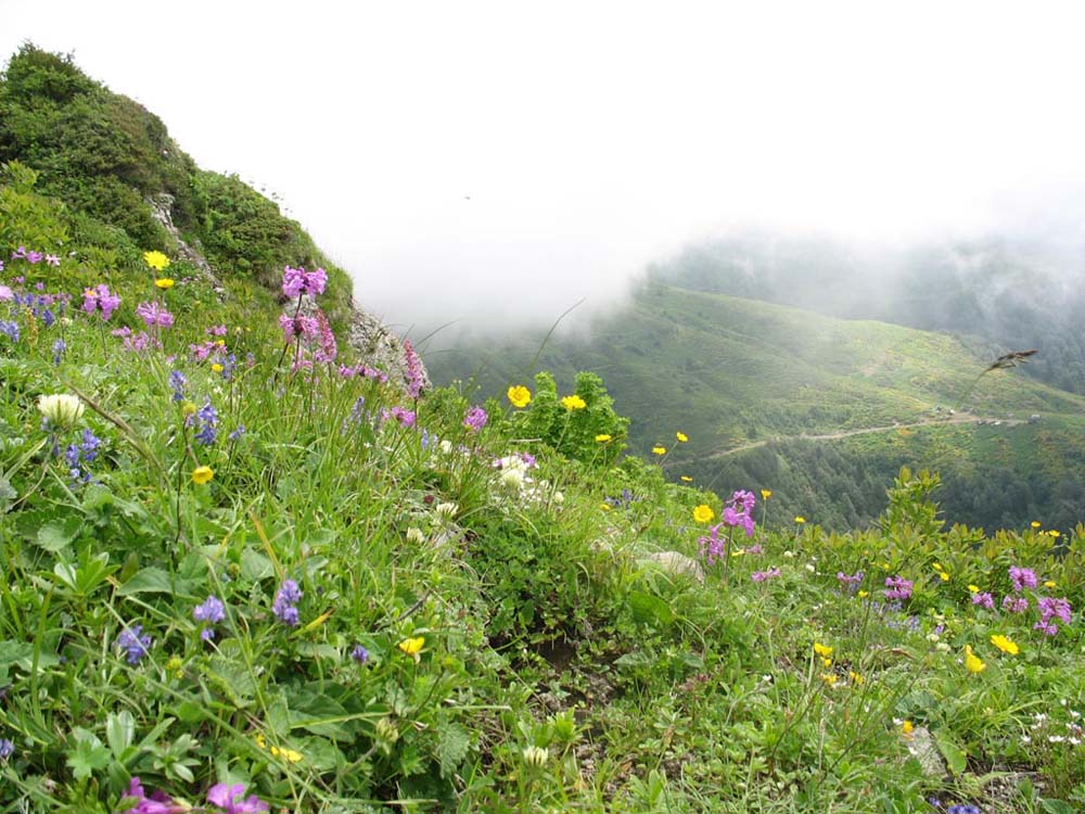 photo "Mountain flowers" tags: landscape, nature, flowers, mountains