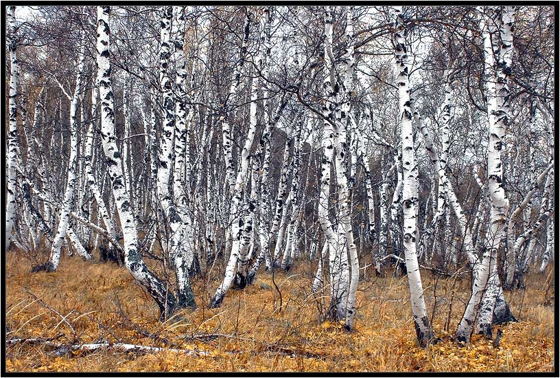фото "Берёзовый-контраст" метки: пейзаж, лес, осень