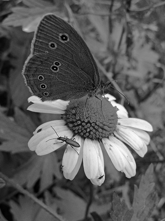 photo "***" tags: nature, macro and close-up, insect