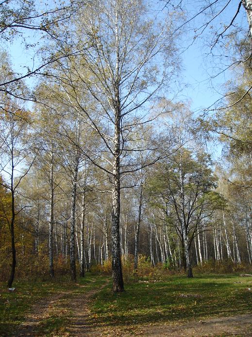 фото "золотая осень в городе" метки: , 