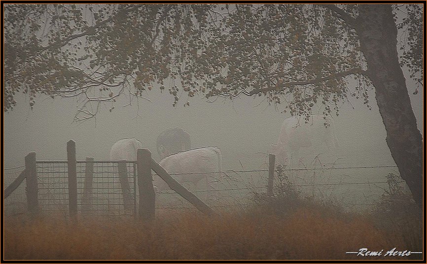 photo "cows in the fog" tags: landscape, nature, autumn, pets/farm animals