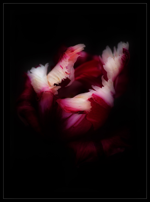 photo "*" tags: nature, still life, flowers