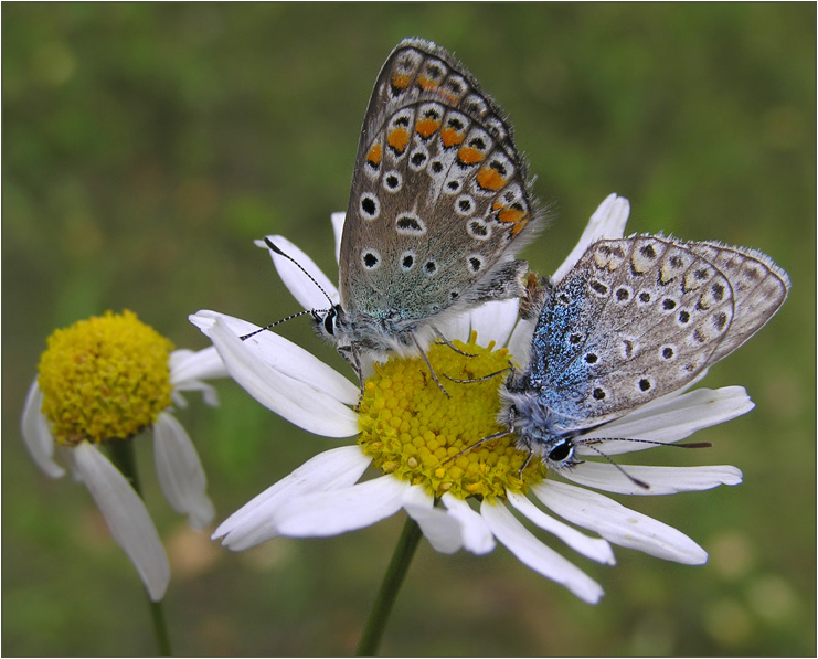 photo "Argus butterflies" tags: nature, macro and close-up, insect