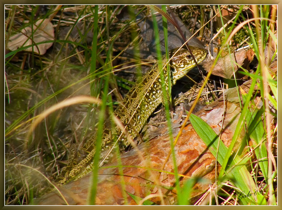 photo "The sight from a grass" tags: nature, macro and close-up, wild animals