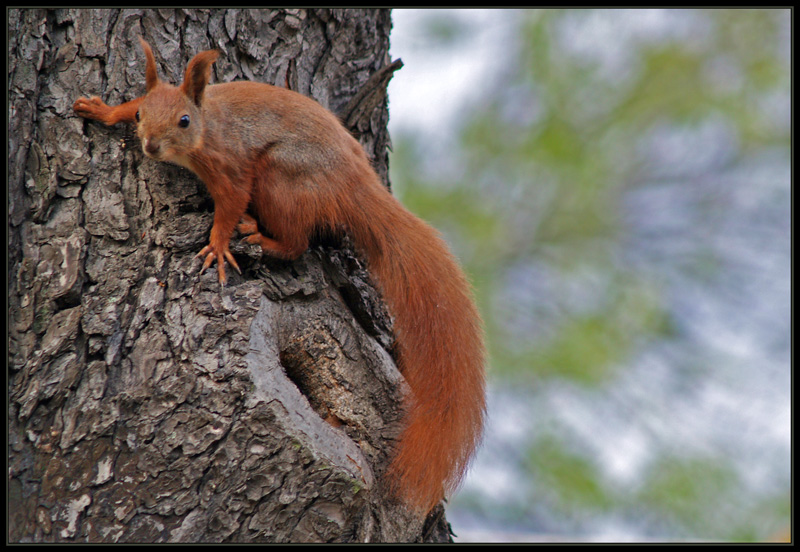 фото "Catch me if you can" метки: портрет, природа, дикие животные