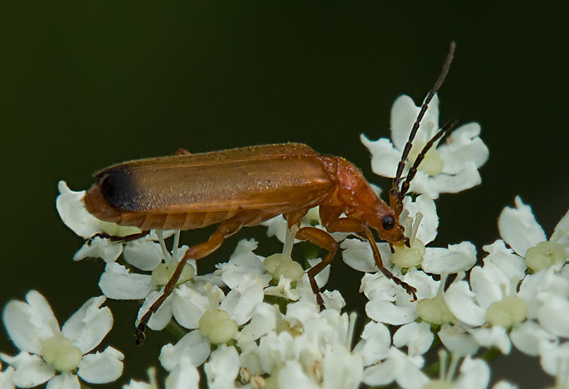 photo "***" tags: nature, macro and close-up, insect