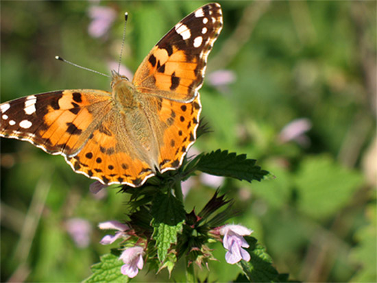 photo "***" tags: nature, insect