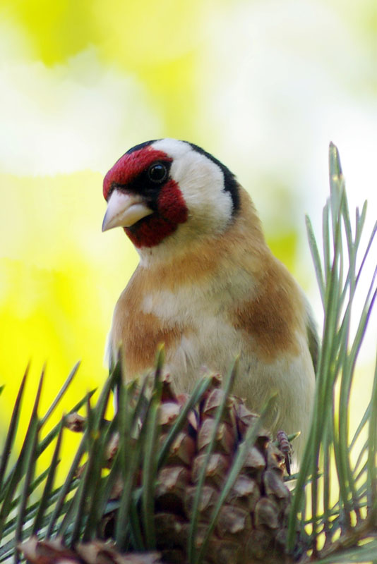 photo "Goldfinch" tags: nature, wild animals
