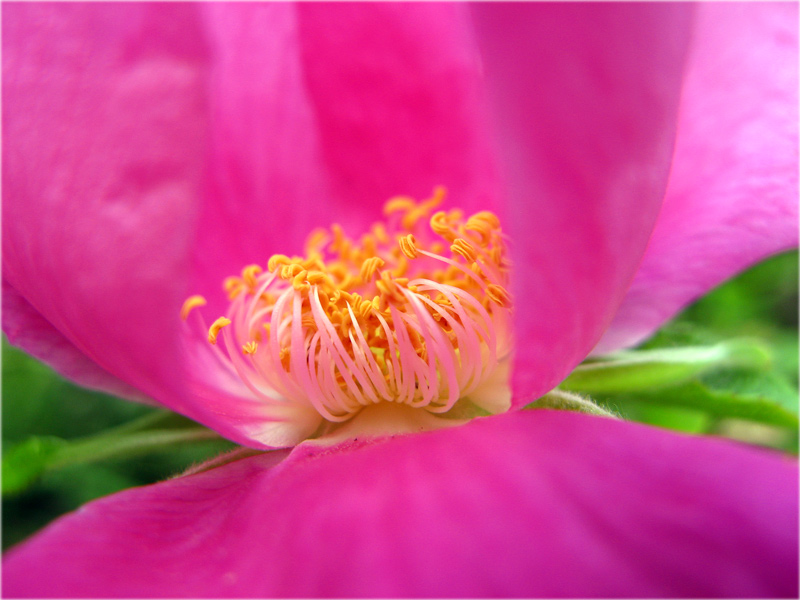 фото "В сердце шиповника" метки: природа, цветы
