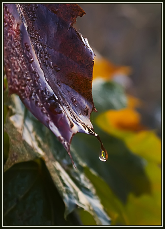 photo "Teardrop" tags: macro and close-up, misc., 