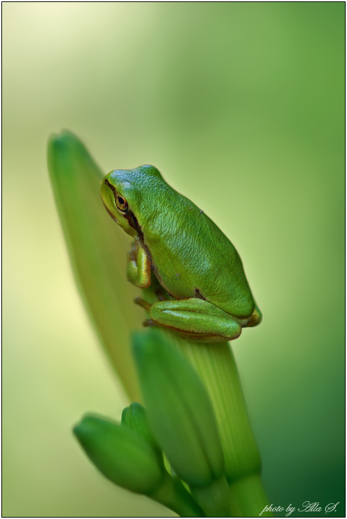 photo "***" tags: nature, macro and close-up, wild animals