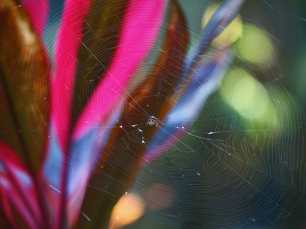 фото "Этюд в малиново-лиловых тонах" метки: природа, насекомое