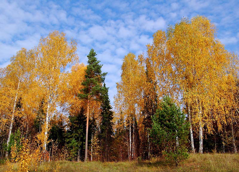 photo "***" tags: landscape, forest