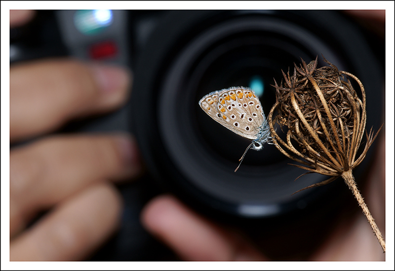 photo "Photography" tags: macro and close-up, nature, insect