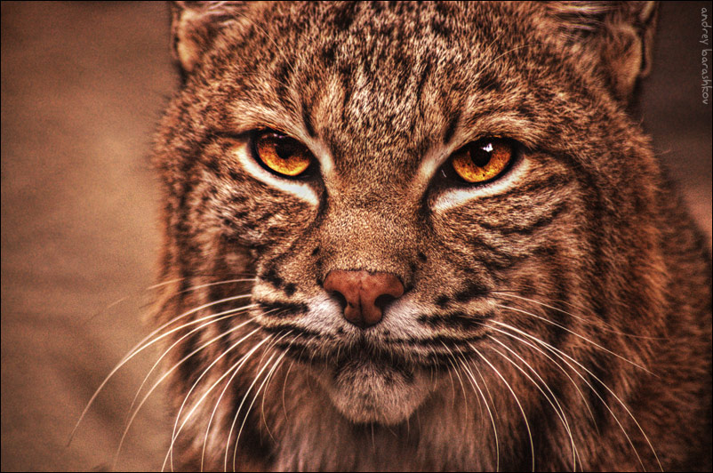 photo "Bobcat" tags: nature, wild animals