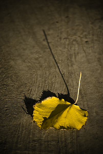 photo "one love" tags: landscape, autumn