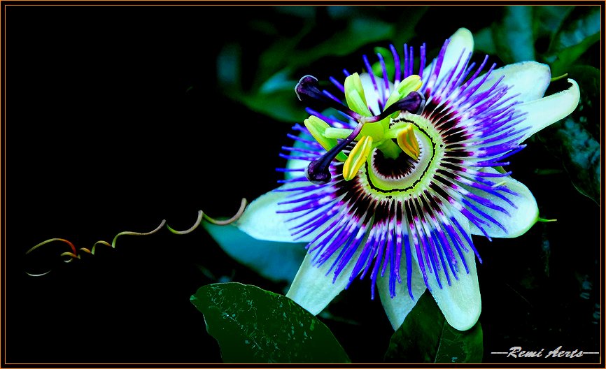 фото "Thanks Tatyana for the good comments" метки: природа, макро и крупный план, цветы