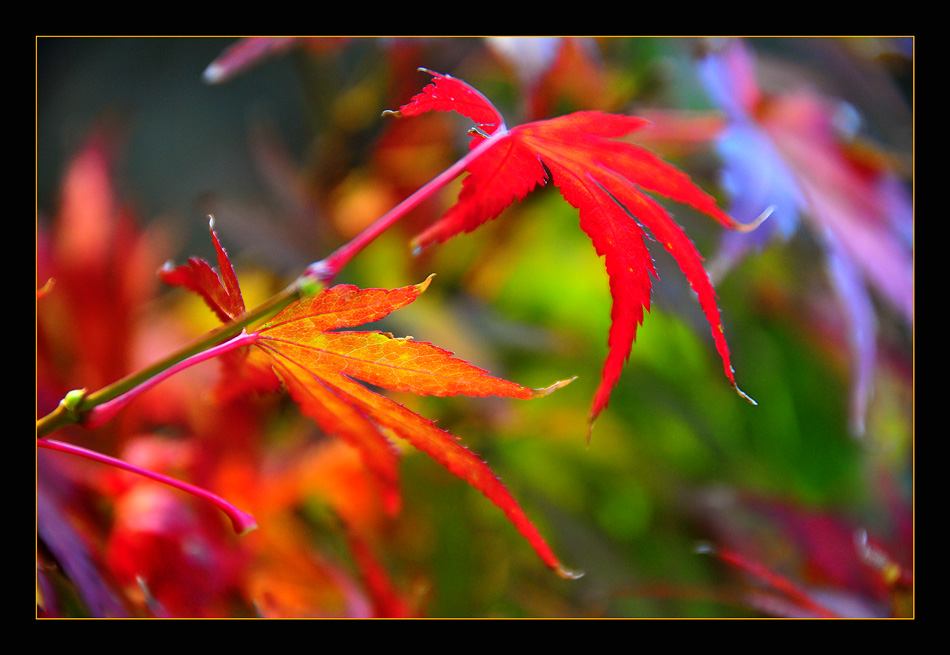 photo "Colors!" tags: nature, landscape, autumn, flowers