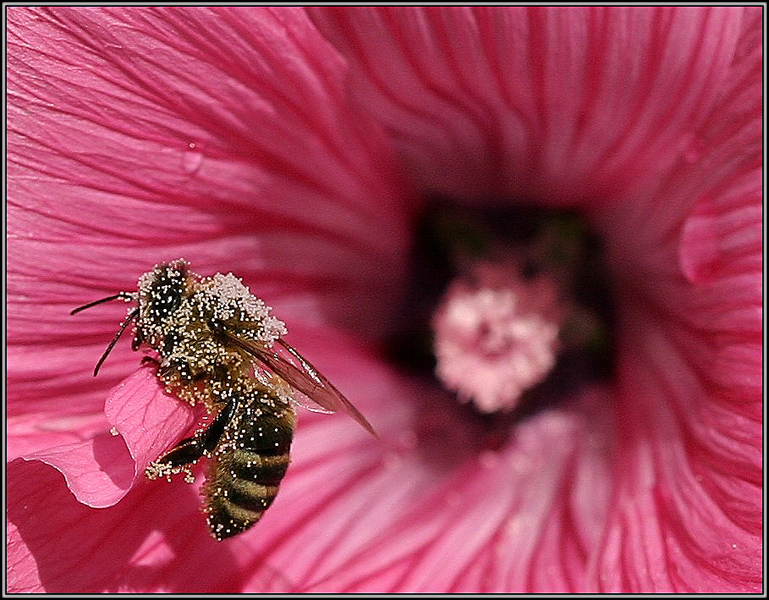 photo "A bee in sugar :)" tags: macro and close-up, nature, insect