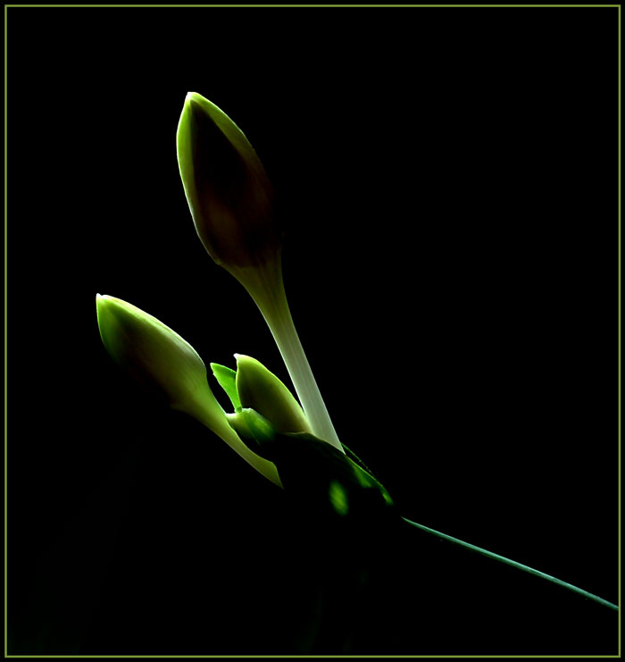 фото "АДАЖИО" метки: природа, цветы