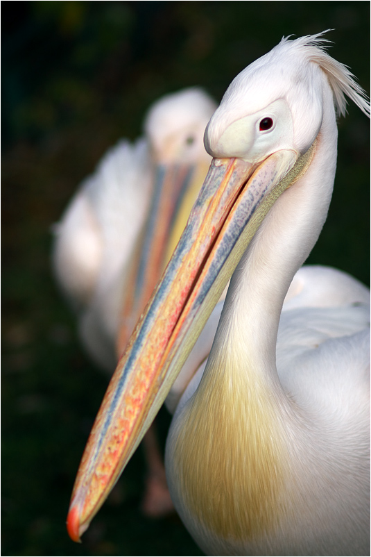 photo "Pelecanus onocrotalus" tags: nature, wild animals