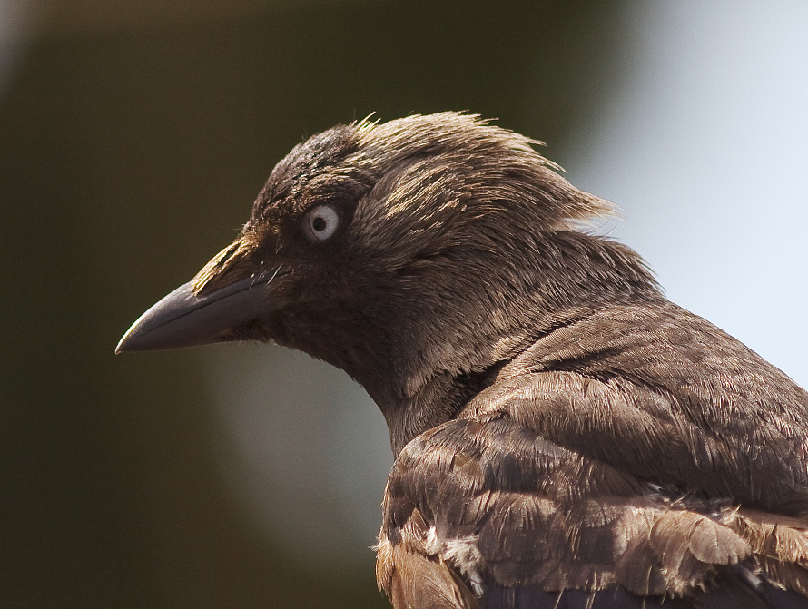 photo "***" tags: nature, wild animals